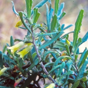 Billardiera scandens at Black Mountain - 2 Dec 2001