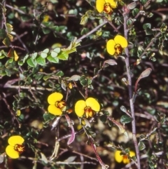 Bossiaea buxifolia (Matted Bossiaea) at Black Mountain - 1 Dec 2001 by BettyDonWood