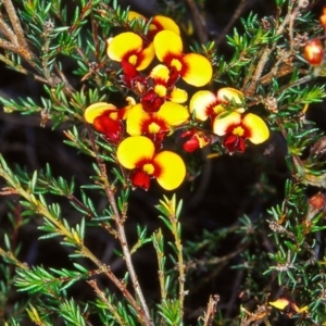Dillwynia phylicoides at Black Mountain - 1 Dec 2001