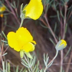 Gompholobium huegelii (Pale Wedge Pea) at Black Mountain - 1 Dec 2001 by BettyDonWood