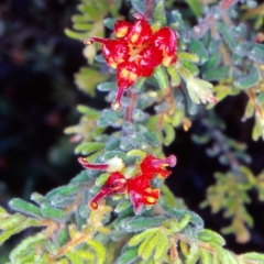 Grevillea alpina (Mountain Grevillea / Cat's Claws Grevillea) at Black Mountain - 30 Nov 2001 by BettyDonWood