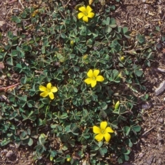 Oxalis exilis (Shady Wood Sorrel) at Black Mountain - 4 Apr 2002 by BettyDonWood