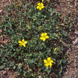 Oxalis exilis at Black Mountain - 5 Apr 2002