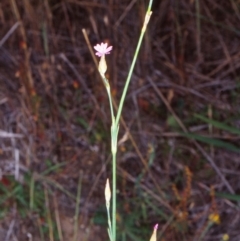 Petrorhagia nanteuilii (Proliferous Pink, Childling Pink) at Black Mountain - 8 Dec 2001 by BettyDonWood