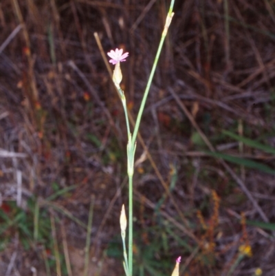 Petrorhagia nanteuilii (Proliferous Pink, Childling Pink) at Black Mountain - 7 Dec 2001 by BettyDonWood