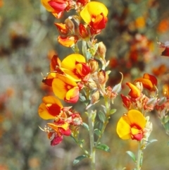 Mirbelia oxylobioides (Mountain Mirbelia) at Black Mountain - 30 Nov 2001 by BettyDonWood