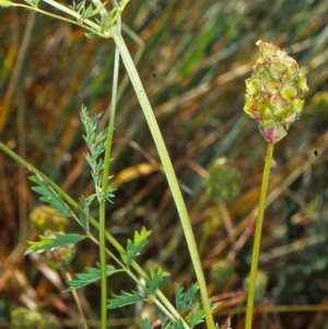 Sanguisorba minor at Black Mountain - 2 Dec 2001