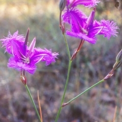 Thysanotus tuberosus subsp. tuberosus (Common Fringe-lily) at Black Mountain - 2 Dec 2001 by BettyDonWood