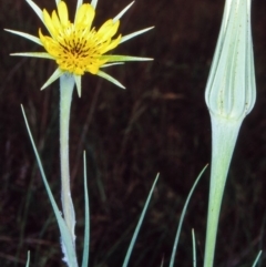 Tragopogon dubius (Goatsbeard) at Black Mountain - 2 Dec 2001 by BettyDonWood