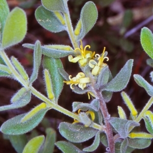 Persoonia rigida at Black Mountain - 24 Dec 2004 12:00 AM