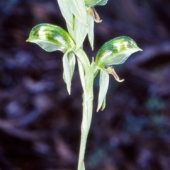Bunochilus umbrinus (Broad-sepaled Leafy Greenhood) at Black Mountain - 12 Sep 2002 by BettyDonWood