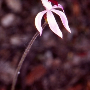 Caladenia congesta at Black Mountain - 4 Nov 2002