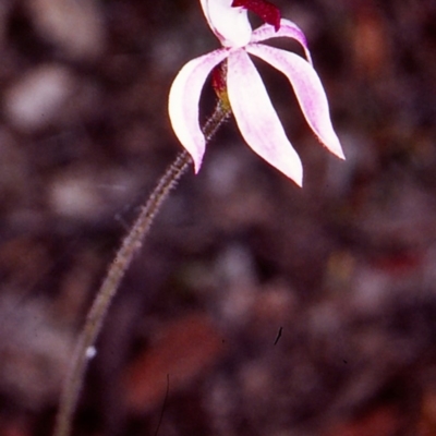 Caladenia congesta (Pink Caps) at Black Mountain - 3 Nov 2002 by BettyDonWood