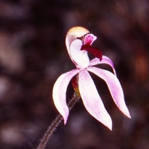 Caladenia congesta at Black Mountain - 4 Nov 2002