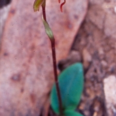 Chiloglottis reflexa (Short-clubbed Wasp Orchid) at Black Mountain - 4 May 2002 by BettyDonWood