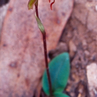 Chiloglottis reflexa (Short-clubbed Wasp Orchid) at Black Mountain - 4 May 2002 by BettyDonWood
