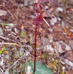 Cyrtostylis reniformis (Common Gnat Orchid) at Black Mountain - 10 Oct 2002 by BettyDonWood