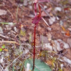 Cyrtostylis reniformis (Common Gnat Orchid) by BettyDonWood