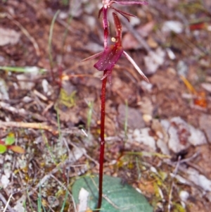 Cyrtostylis reniformis at suppressed - suppressed