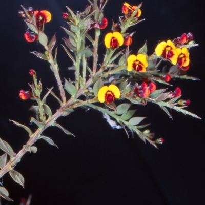 Daviesia ulicifolia subsp. ruscifolia (Broad-leaved Gorse Bitter Pea) at Black Mountain - 30 Oct 2004 by BettyDonWood