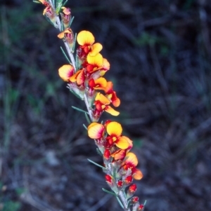 Dillwynia sericea at Black Mountain - 6 Nov 2004