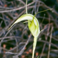 Diplodium ampliatum (Large Autumn Greenhood) at Black Mountain - 31 Mar 2003 by BettyDonWood