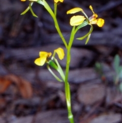 Diuris nigromontana (Black Mountain Leopard Orchid) at Black Mountain - 10 Oct 2002 by BettyDonWood