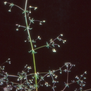 Galium divaricatum at Black Mountain - 27 Nov 2004