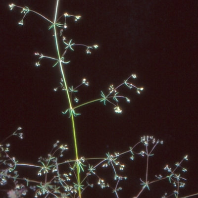 Galium divaricatum (Slender Bedstraw) at Black Mountain - 26 Nov 2004 by BettyDonWood