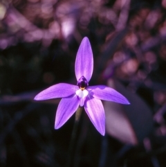 Glossodia major (Wax Lip Orchid) at Black Mountain - 11 Oct 1997 by BettyDonWood
