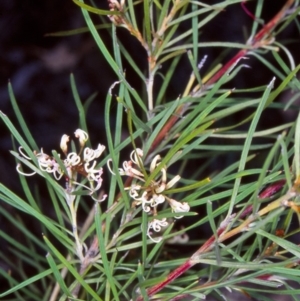 Grevillea patulifolia at Black Mountain - 16 Dec 2004