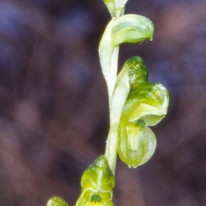 Hymenochilus muticus at Black Mountain - 12 Oct 2004