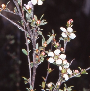 Gaudium multicaule at Black Mountain - 18 Oct 2002