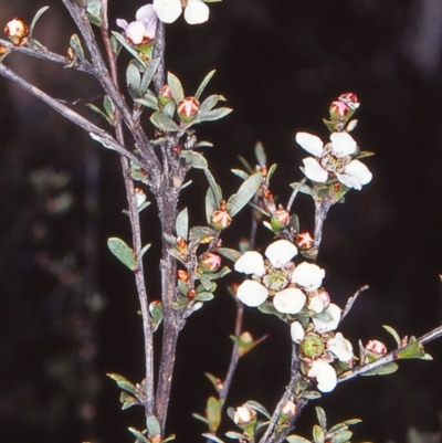 Gaudium multicaule (Teatree) at Black Mountain - 17 Oct 2002 by BettyDonWood