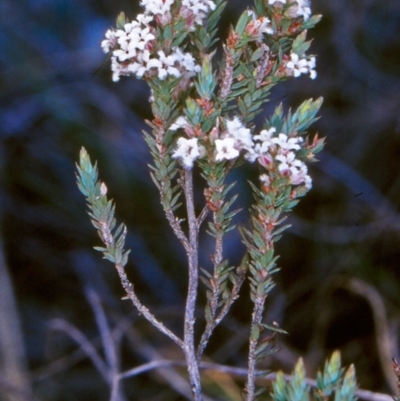 Styphelia attenuatus (Small-leaved Beard Heath) at Black Mountain - 21 Sep 2004 by BettyDonWood