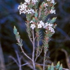 Leucopogon attenuatus (Small-leaved Beard Heath) at Black Mountain - 21 Sep 2004 by BettyDonWood