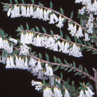 Leucopogon fletcheri subsp. brevisepalus (Twin Flower Beard-Heath) at Black Mountain - 12 Oct 2004 by BettyDonWood