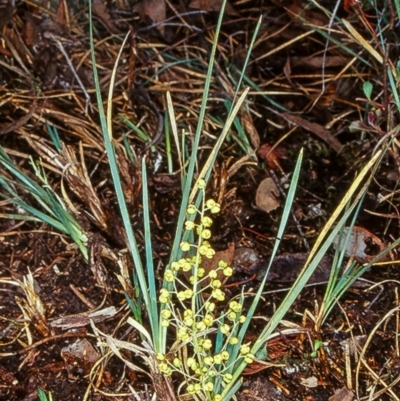 Lomandra filiformis subsp. coriacea (Wattle Matrush) at Black Mountain - 31 Mar 2003 by BettyDonWood