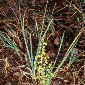 Lomandra filiformis subsp. coriacea at Black Mountain - 1 Apr 2003