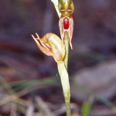 Oligochaetochilus aciculiformis (Needle-point rustyhood) at Black Mountain - 11 Oct 2002 by BettyDonWood