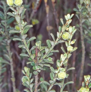 Phyllanthus occidentalis at Black Mountain - 17 Apr 2002