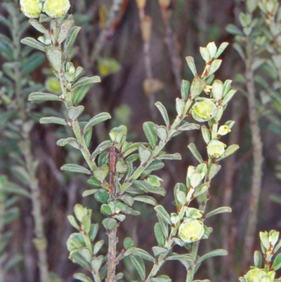 Phyllanthus occidentalis (Thyme Spurge) at Black Mountain - 17 Apr 2002 by BettyDonWood