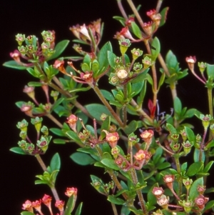 Pomax umbellata at Black Mountain - 8 Jan 2005 12:00 AM