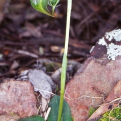 Pterostylis nutans (Nodding Greenhood) at Black Mountain - 12 Sep 2002 by BettyDonWood