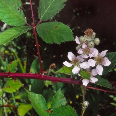 Rubus anglocandicans (Blackberry) at Black Mountain - 10 Dec 2001 by BettyDonWood