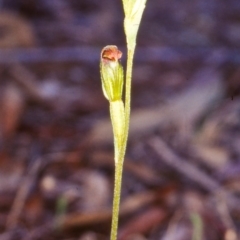 Speculantha rubescens (Blushing Tiny Greenhood) at Black Mountain - 31 Mar 2003 by BettyDonWood
