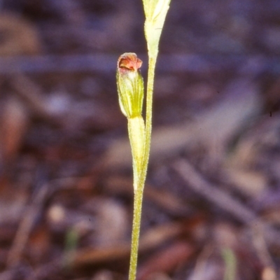 Speculantha rubescens (Blushing Tiny Greenhood) at Black Mountain - 1 Apr 2003 by BettyDonWood