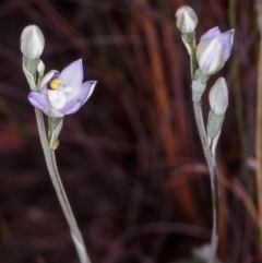 Thelymitra peniculata (Blue Star Sun-orchid) at Black Mountain - 30 Oct 2002 by BettyDonWood