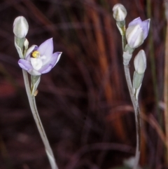 Thelymitra peniculata (Blue Star Sun-orchid) at Black Mountain - 31 Oct 2002 by BettyDonWood