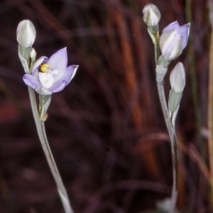 Thelymitra peniculata at Black Mountain - suppressed